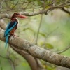 Lednacek hnedohlavy - Halcyon smyrnensis - White-throated Kingfisher o9983